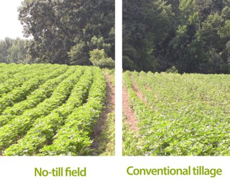 Breakdown Why No Till Farming Is So Common In The Mid South