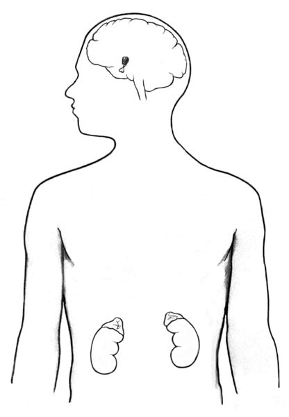Human Body With Outline Of Brain And Kidneys Media Asset Niddk