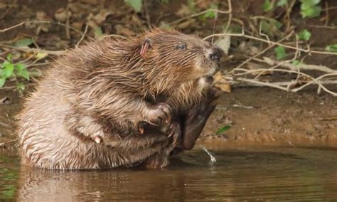 A Beaver Is Sitting In The Water And Looking Up To Its Mouth With It S