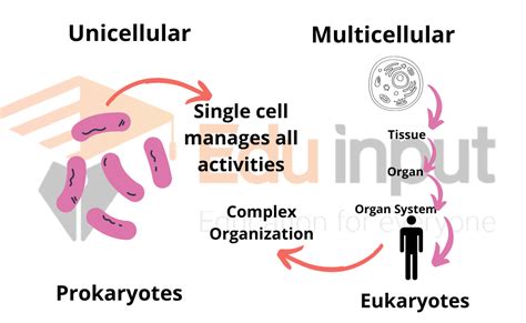 What Are Multicellular Organisms Characteristics And Organization