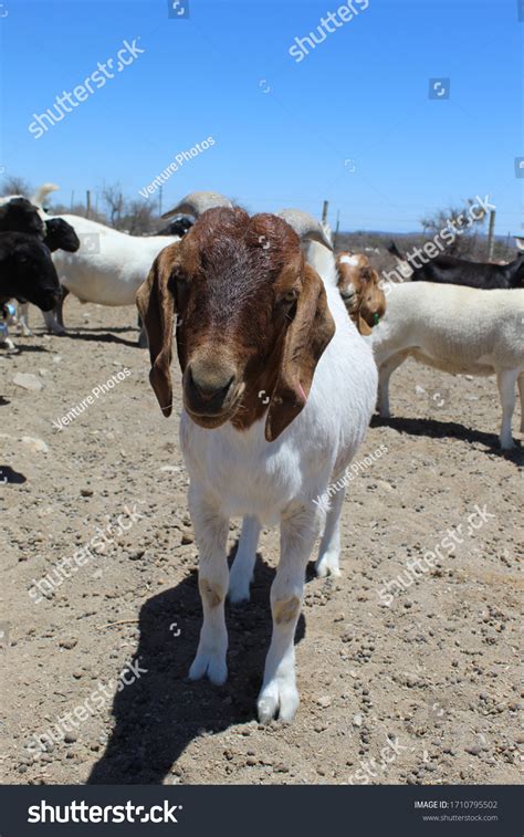 Cute South African Boer Goat Ram Stock Photo 1710795502 Shutterstock