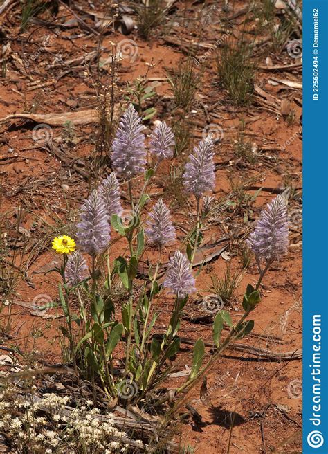 Flowering Pink Mulla Mulla Surrounded By Red Sand Stock Photo Image