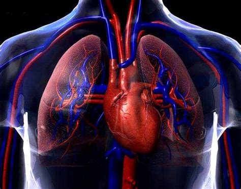 Arteria Pulmonar Definición Anatomía Función Origen Diámetro Y Más