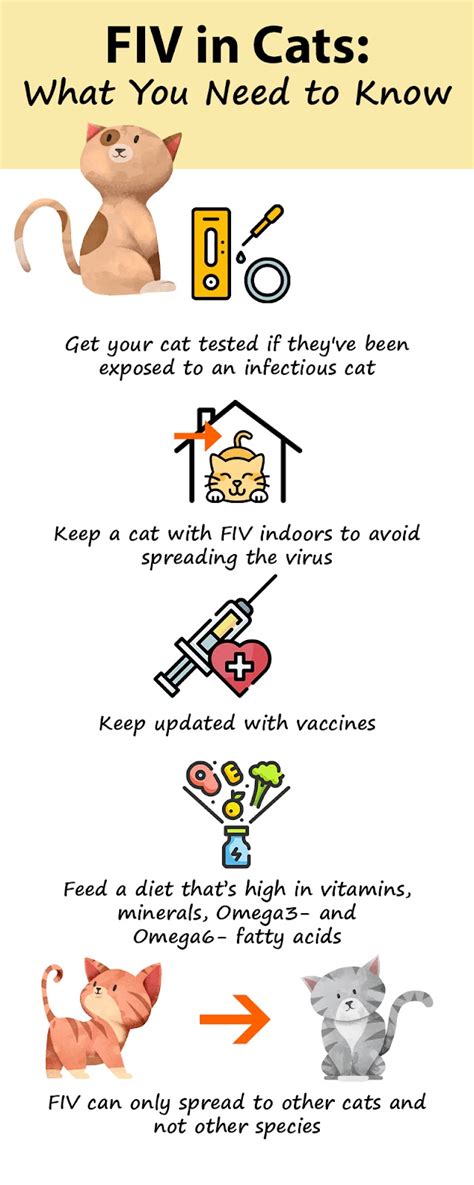 A Guide To Feline Immunodeficiency Virus Or Fiv In Cats
