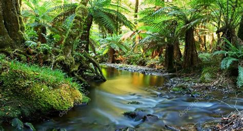 Rainforest River Panorama Stock Photo By ©robynmac 5525393