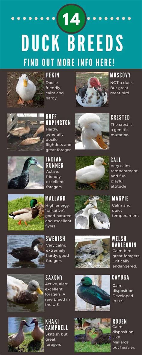 Duck Breeds 14 Breeds You Could Own And Their Facts At A Glance Artofit