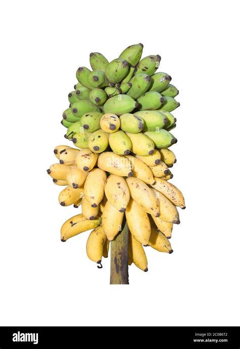 Fresh Bananas Ripening From Green To Yellow Stock Photo Alamy