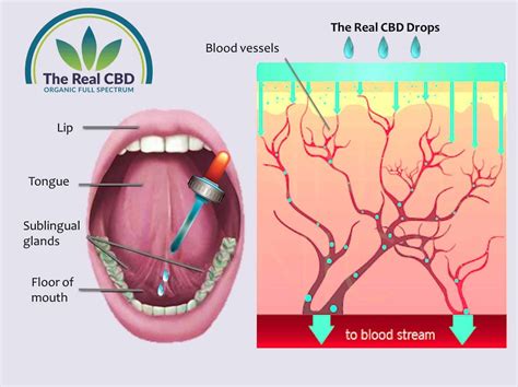 Possible involvement in bone formation and resorption. The Real CBD - How to take CBD oil and recommended dosage.