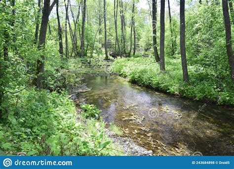 The River Flows Through A Green Forest Stock Photo Image Of Plant