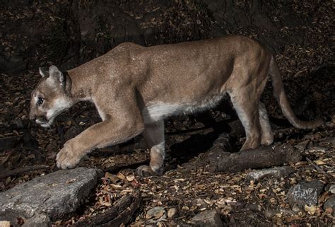 Phantom Of The Forest Could The Cougar Again Haunt Eastern Us