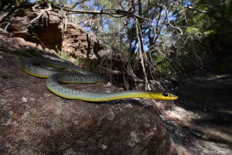 Common Tree Snake Dendrelaphis Punctulata Sydney Nsw Flickr