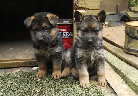 Check spelling or type a new query. Feeding German Shepherds