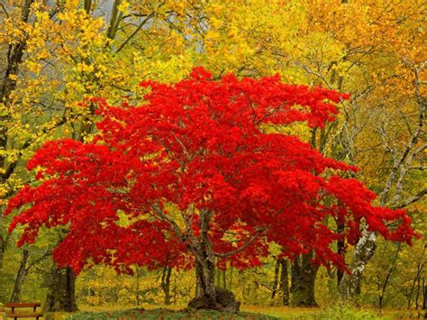 3840x2160 wallpaper trees, light, orange, forest, sunset, 4k, nature wallpaper> download. Only-Nature: Beautiful Tree Wallpapers