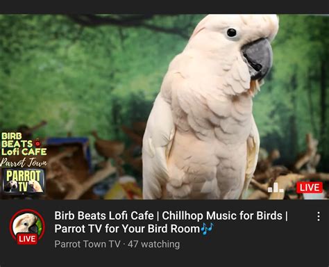 Lofi Beats Radio For Birds Mc Parrot And Xxxtenbirb Ofcoursethatsathing