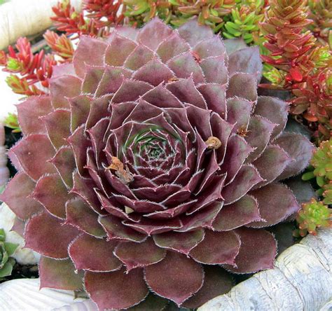 Photo Of The Entire Plant Of Hen And Chicks Sempervivum Kalinda