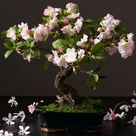 Cherry Blossom Bonsai Tree Dunelm Cherry Blossom Bonsai Tree