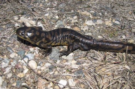 Tiger Salamander Habitat