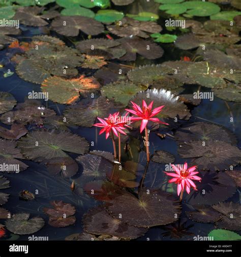 Waterlilies Hi Res Stock Photography And Images Alamy