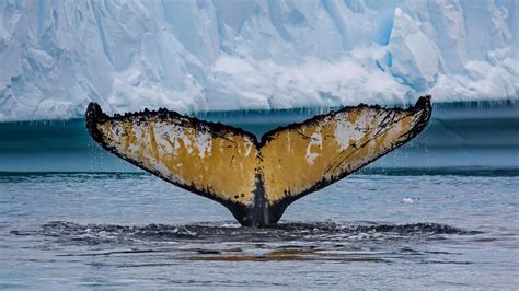 Antarctica Whale Tale Bing Wallpaper Download