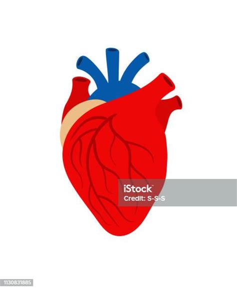인간의 심장 오르간 흰색 배경에 고립 심장에 대한 스톡 벡터 아트 및 기타 이미지 심장 해부학 개념 Istock