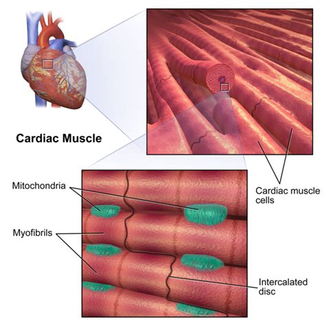 171f Myocardial Thickness And Function Medicine Libretexts