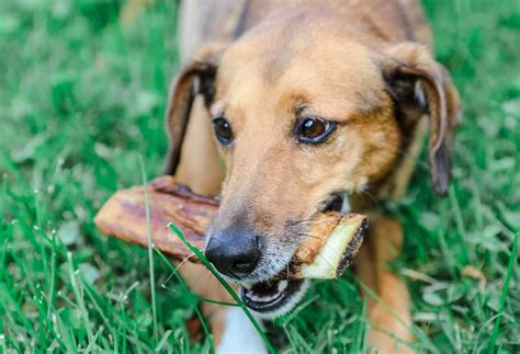 7 Best Dog Bones For Medium Dogs K9 Connoisseur