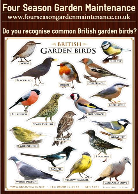Handy Guide To The Uks Top 10 Garden Birds Artofit