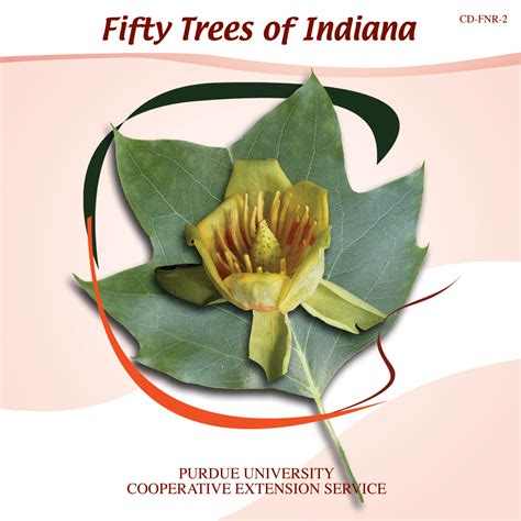 trees of indiana leaf identification infoupdate wallpaper images