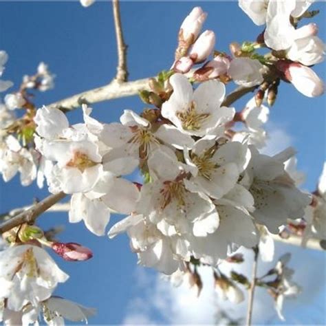 Prunus Snow Showers Hillings Weeping Japanese Weeping Cherry