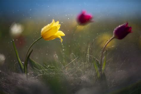 Steppe Flower Photography By Vadim Fedotov Artmajeur