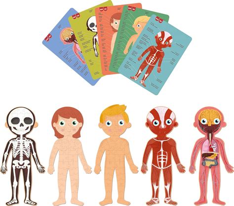 Puzzles Del Cuerpo Humano Apli Kids Espaciologopedico
