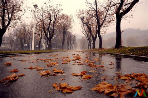 Atmospheric Foggy Autumn Day Landscape Scenery Autumn Tale