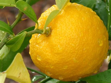 Японский лимон Юзу состав продукта его использование в кулинарии и