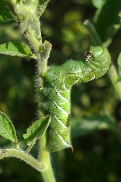 Jul 01, 2020 · 8 mosquito repellent plants to keep pests away from your garden. 3 Secrets To Stop Garden Pests Naturally - How To Keep Plants Bug-Free! in 2020 | Plant pests ...