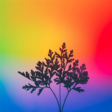 Herbal Plant Wallpaper 4k Gradient Background Rgb Light