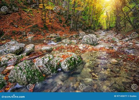 Autumn Creek Woods With Yellow Trees Foliage And Rocks Stock Image