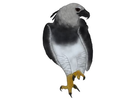 Harpy Eagle By Fizz Buzz On Deviantart