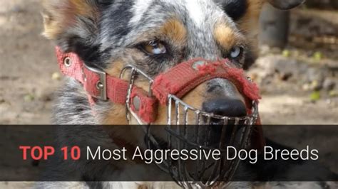 Aggressive Dogs Top 10 Most Aggressive Dog Breeds In The World 🐕