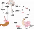 Peripheral mechanisms in appetite regulation. - Abstract - Europe PMC