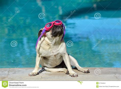Pug Dog With Goggles Stock Photo Image Of Enjoy Canine 37764844