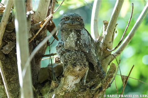 The frogmouths are a group of tropical nocturnal birds related to the nightjars. ワイルドライフ Wildlife ～世界の野生動物観察日記～