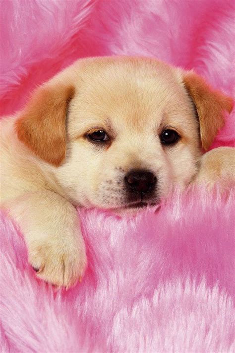 Baby Puppy Cutieeeeeeeee Really Cute Puppies Cute Dog Wallpaper