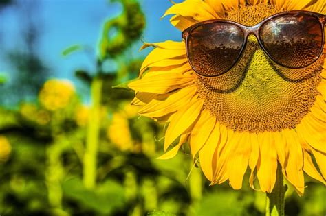 Premium Photo Beautiful Sunflower With Sunglasses On Meadow