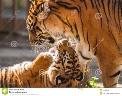 Tigers Are Playing Stock Image Image Of Hunt Captive 31438609