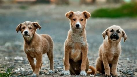 En Edomex 7 De Cada 10 Perros Viven En Situación De Calle