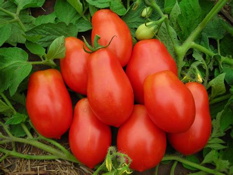 Italian Roma Tomato Seeds 100 Ct Vegetable Garden Tomato Paste Sauce Etsy