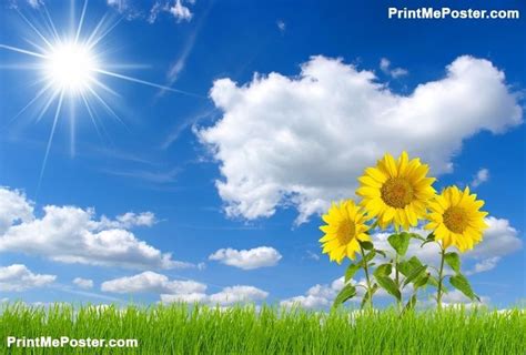 Sunflowers Poster Nature Posters Beautiful Nature