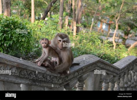 Wild Monkeys In Cambodia Stock Photo Alamy