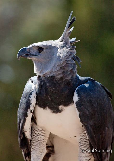 Harpy Eagle Harpia Harpyja In Explore Raptors Facts Habitat Diet