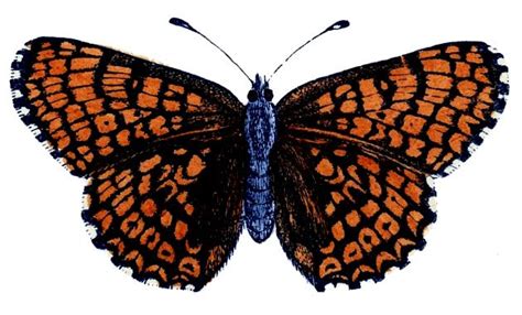Natural History Clip Art Butterflies Caterpillar The Graphics Fairy